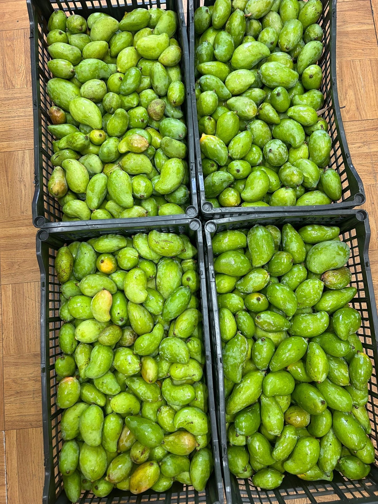 Mango tierno 3 libra YA INCLUYE ENVIO