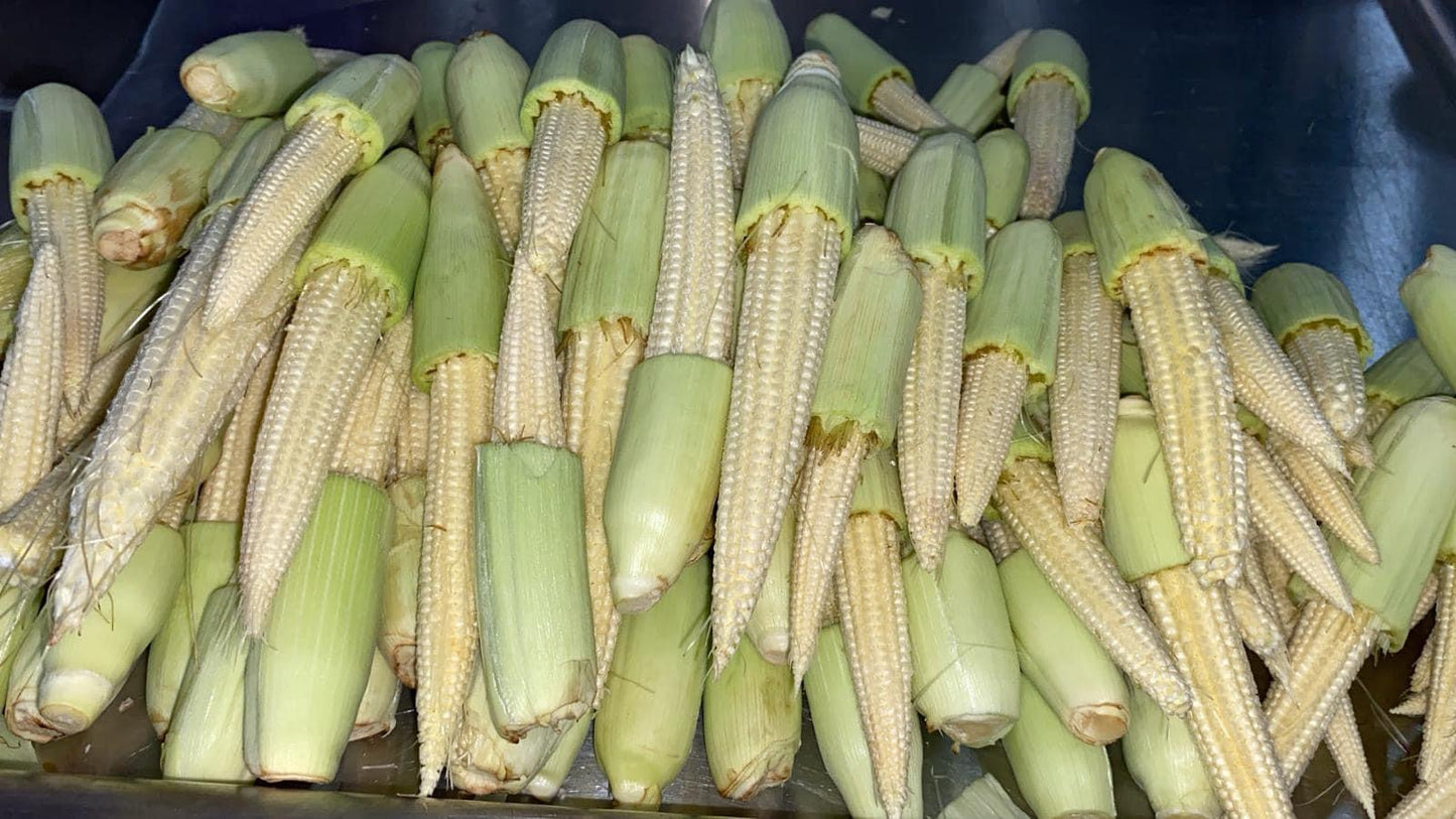 JILOTAS O SENORITAS BABY CORN